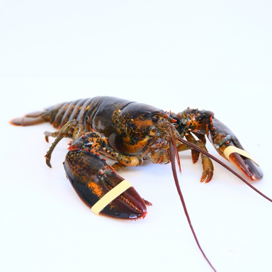  Market Lobster (Live) - Market Price